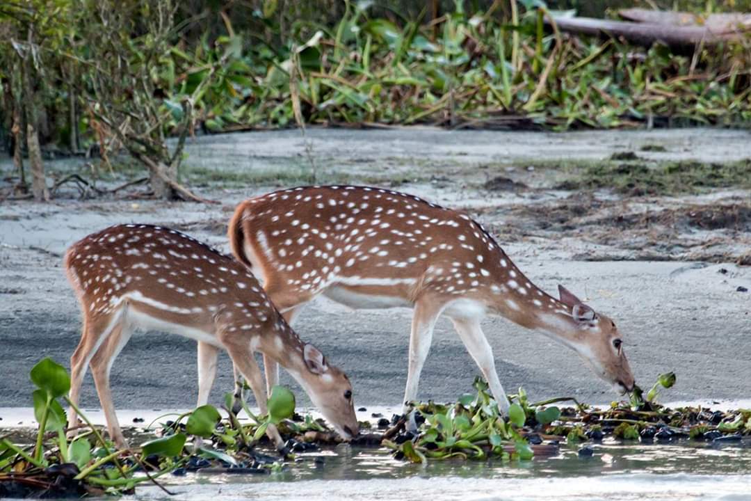 মায়া হরিণ- সুন্দরবন