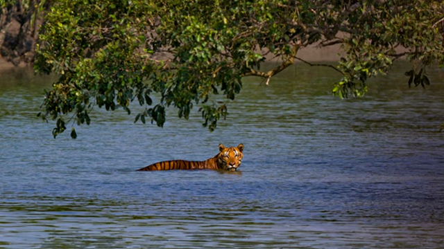 পঞ্চ নারীর সুন্দরবন দর্শন : শাহানারা পারভীন শিখা